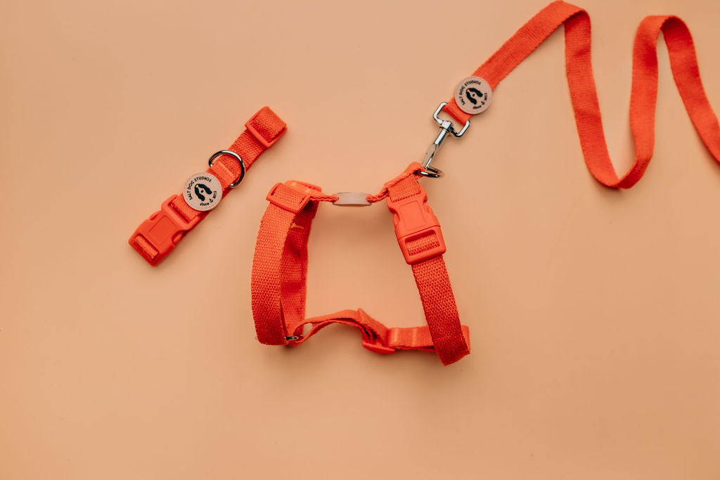 Organic Clementine Orange Hemp Dog Collar
