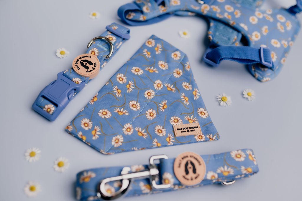 Daisy Daisy Dog Collar