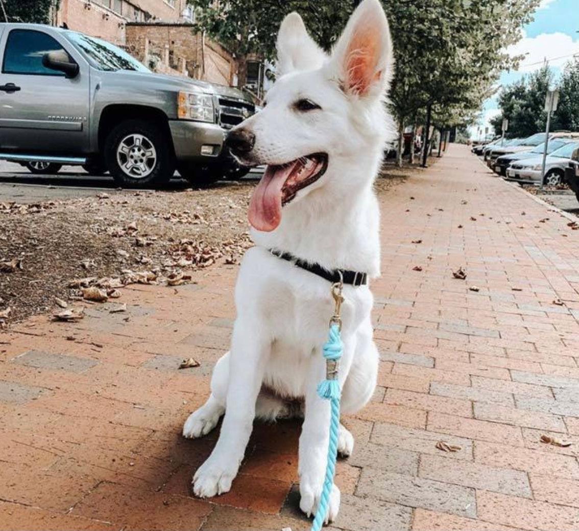 ROPE LEASH - PASTEL RAINBOW