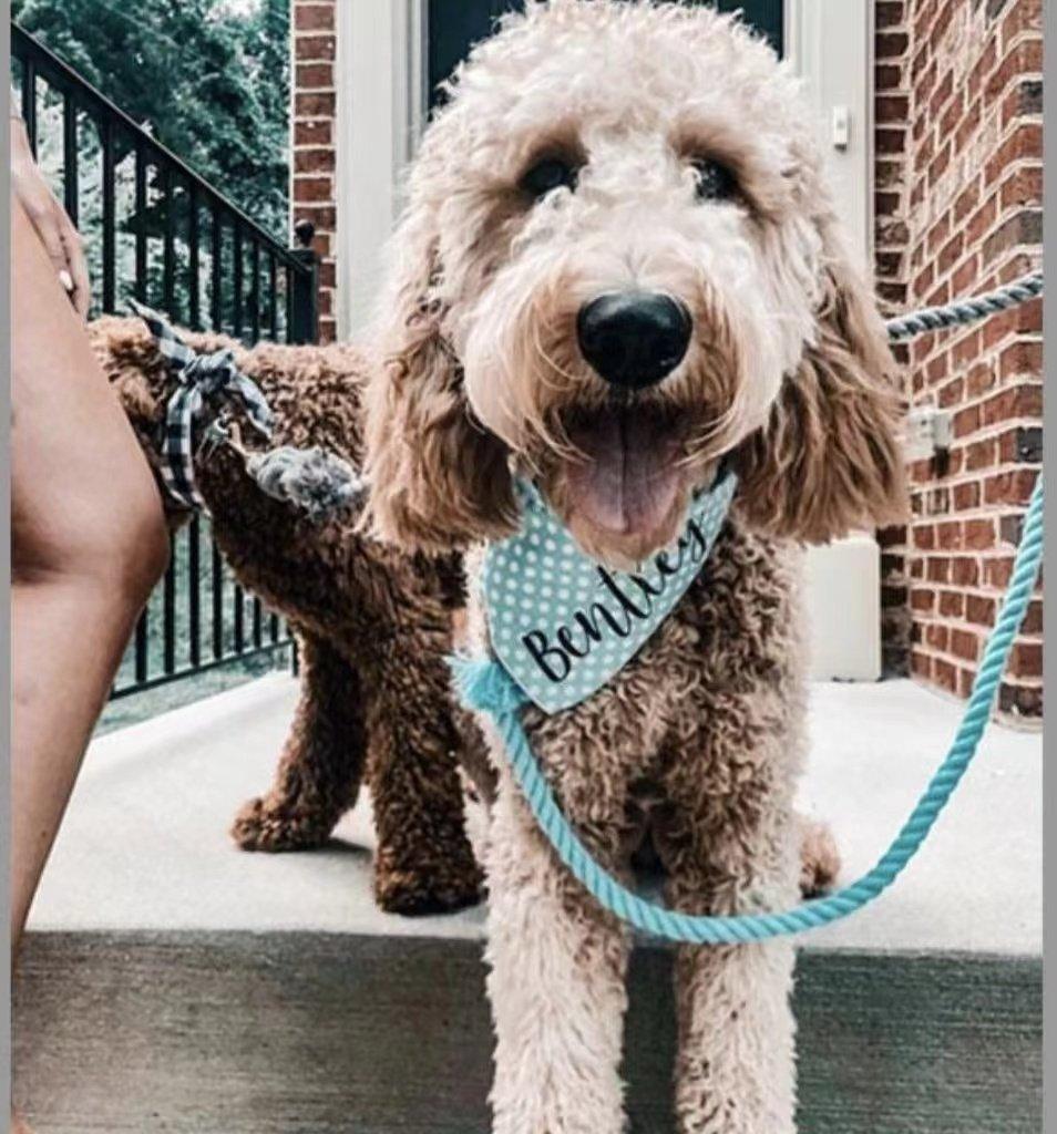 Dog Rope Leash - Mint Green